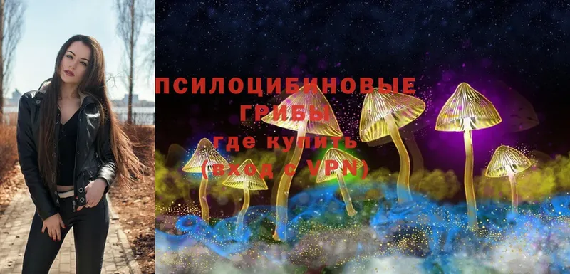 Псилоцибиновые грибы Psilocybe  Люберцы 